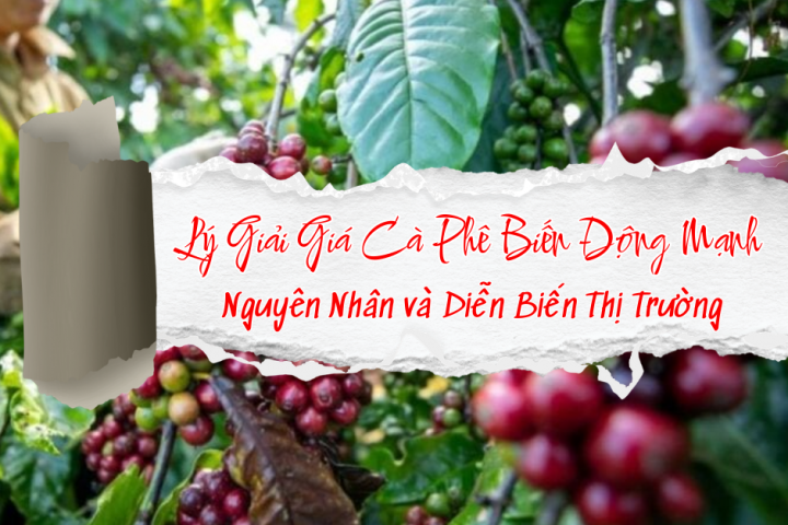 Lý Giải Giá Cà Phê Biến Động Mạnh: Nguyên Nhân và Diễn Biến Thị Trường