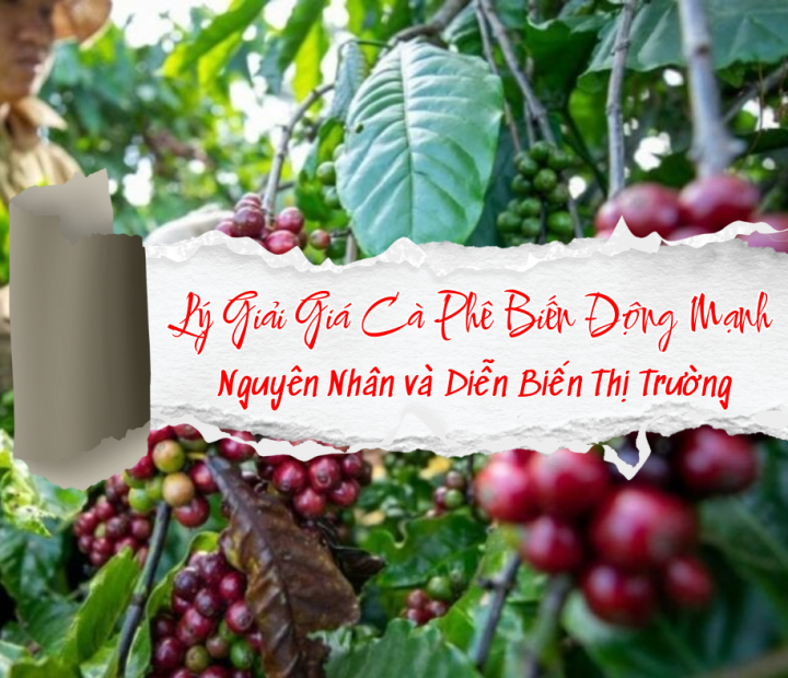 Lý Giải Giá Cà Phê Biến Động Mạnh: Nguyên Nhân và Diễn Biến Thị Trường