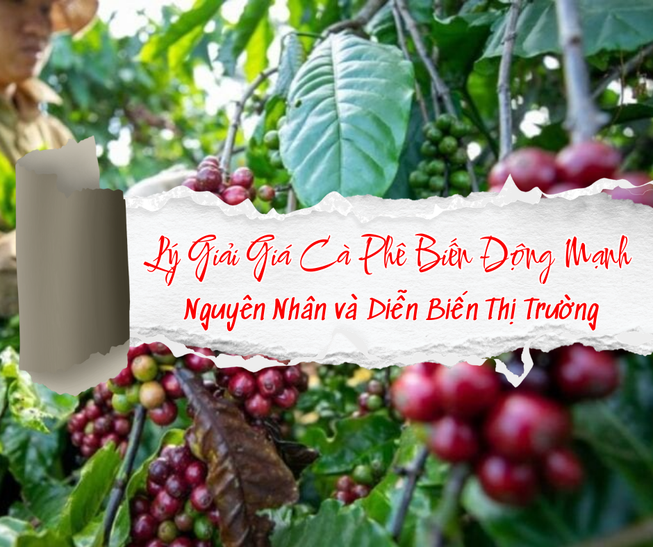 Lý Giải Giá Cà Phê Biến Động Mạnh: Nguyên Nhân và Diễn Biến Thị Trường